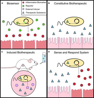 Engineered Probiotics for Detection and Treatment of Inflammatory Intestinal Diseases